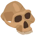 NeanderSkull