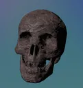SkullCorpseParts
