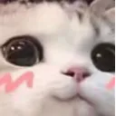 uwucatto