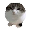 Chonkcat Discord Emoji