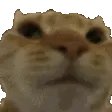 catNO catNO