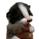 cattoyell Discord Emoji