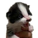 catto_yell Discord Emoji | Adultcord 🧿