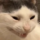 SCeek