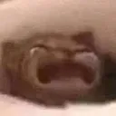 cry