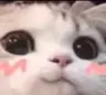 blushycat