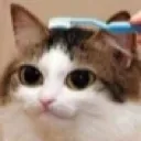 catbrush