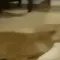 FRIGHTENED_THE_ANIMAL FRIGHTENED_THE_ANIMAL