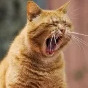 tiredcat