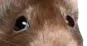 ratW