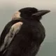 0crownod