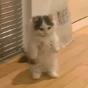 No