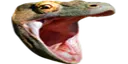 Lizard Pog Discord Emoji