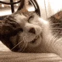CatYawn