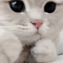 kitty_punch