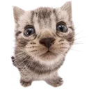 meow_mutuals Discord Emoji