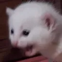 catlmao catlmao