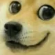 doge