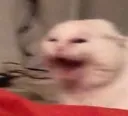 cat_WUAGH