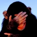 MonkeyShame