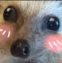 hhblush
