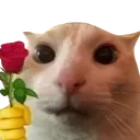 catrose