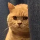 scared_cat