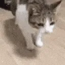 OHNYOCATJUSTDIEDPEEPOSAD