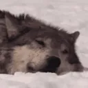 sleep sleep