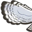 tytoRAID1