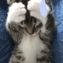 caefdd79d87d454f8d522de147ca27fb