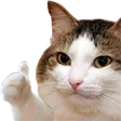 catthumbsup