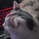 puddledontcaare