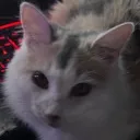 puddlecaare