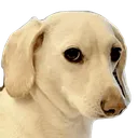 NotTooFond Discord Emoji