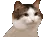 cat_dance