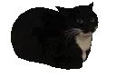 catspin2 catspin2