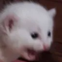 AAAA