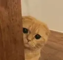 sneakycat