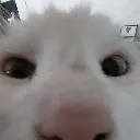 Catstare