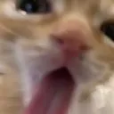 tonguekitty Discord Emoji