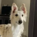barkbark