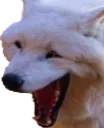 gwolfkekw