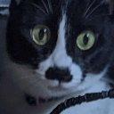 grt_catlina Discord emoji