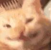 catsmile