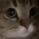 meow