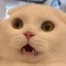 shock