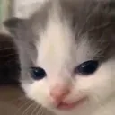 smerkingcat