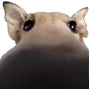 GeuSniff