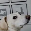 whatdadogdoin